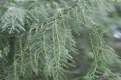 Cupressus funebris